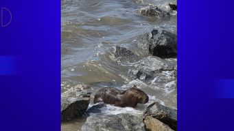 Un carpincho fue visto en playa oceánica en La Paloma; el agua salada no es su hábitat natural pero la escena se repite Un carpincho fue visto en playa oceánica en La Paloma; el agua salada no es su hábitat natural pero la escena se repite