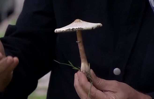 hongos-silvestres-experto