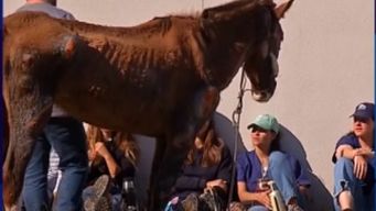 mgap analiza origen de casos de encefalitis equina en uruguay