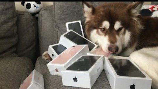 coco y sus iphone