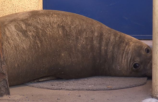 Elefante marino en La Estacada.&nbsp;