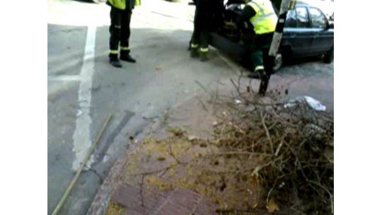 IM suspendió a empresa que vendía poda de árboles como leña