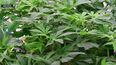 condena a 4 anos y 4 meses de carcel por contrabando de marihuana a brasil, maniobra en la que participaba el pcc