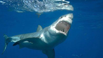 joven nadador muere en un ataque de tiburon en cape cod