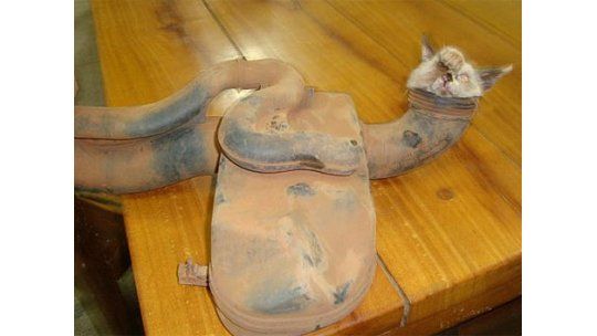 Rescataron a un gato atrapado en el motor de un auto en marcha