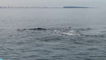 maldonado: los mejores puntos para avistar la ballena franca austral