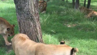 Leo, el león fallecido aparece en la foto arriba sobre la derecha. Foto: El País.