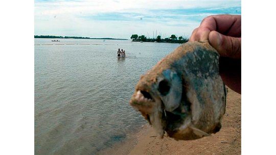 Más de 60 heridos por ataque de peces carnívoros en Rosario