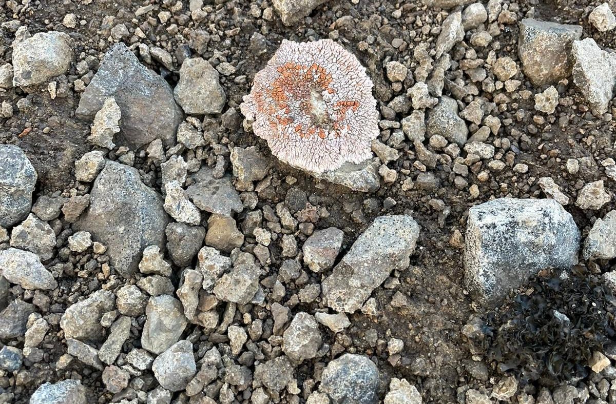 Detalles de musgo, líquenes y hongos, organismos que habitan en la Antártida. Foto: María García