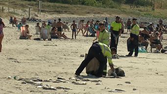 peces muertos en la costa de montevideo y la explicacion de una biologa especialista en el tema: la salinidad