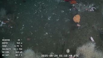 nos toca hacer una pausa: buque de la expedicion uruguay sub200 vuelve a puerto por fallas tecnicas