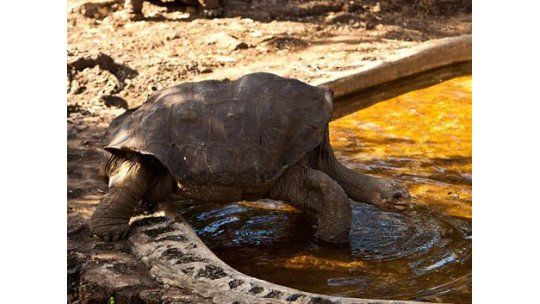 Luto en el mundo animal: murió solitario Jorge