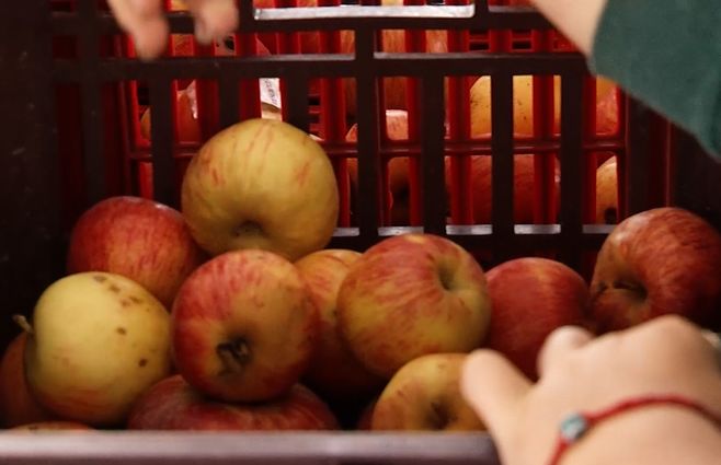 manzanas-redalco.jpg