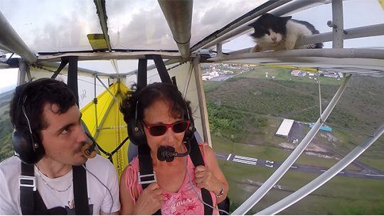 gato avioneta