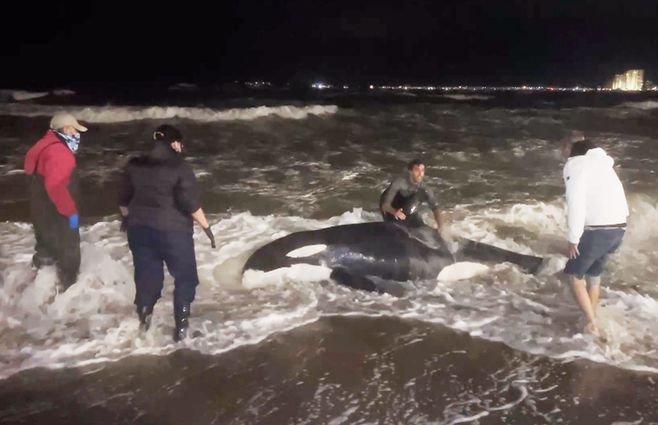 La orca varada en la playa y los rescatistas intentando devolverla al mar. Foto: Subrayado.
