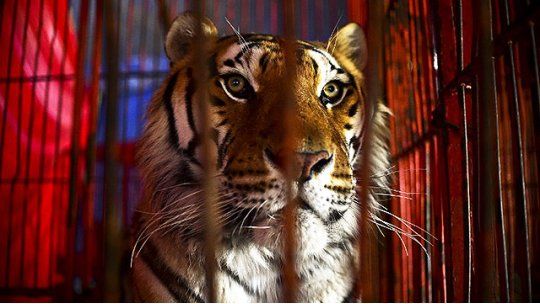 tigre