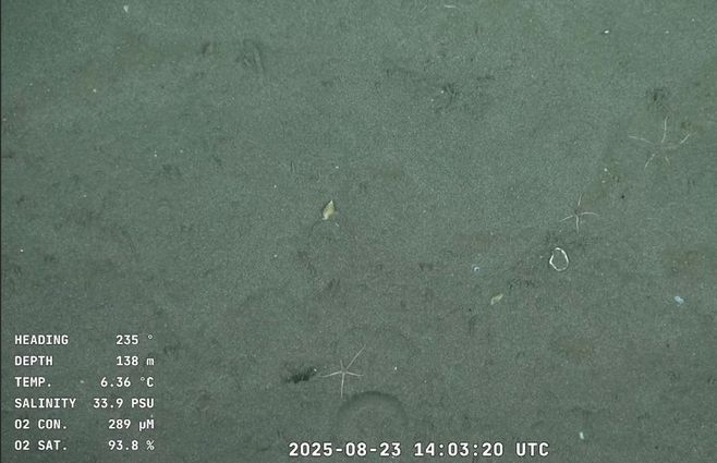 Ofiuros-expedición-Uruguay-Sub200