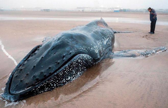 ballena-jorobada-TN.jpg