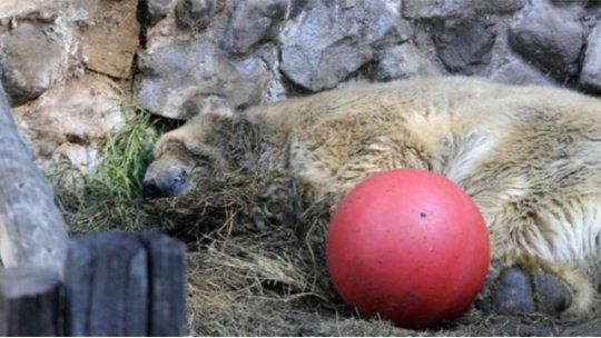 oso arturo