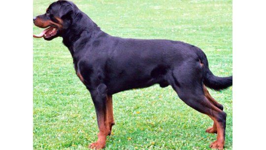 Rottweiller que atacó a niño en Maldonado será sacrificado