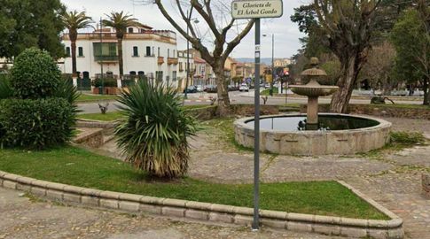 Foto: Google Maps. Glorieta del Árbol Gordo en Ciudad Rodrigo, Salamanca.