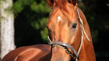 Subrayado | MICRO TURF 21 D SEP