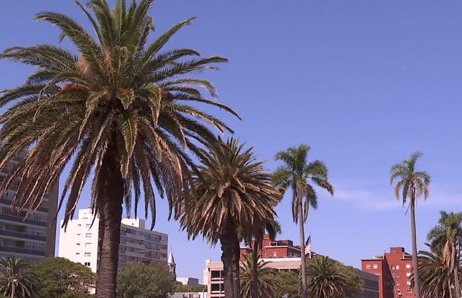 palmeras-parque-rodó-picudo-rojo