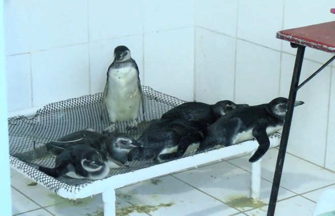 rescate-pinguinos-socobioma.jpg