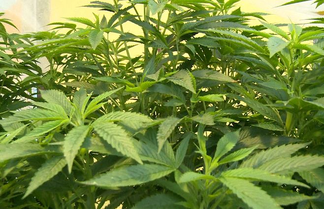 plantas-marihuana-cannabis.jpg