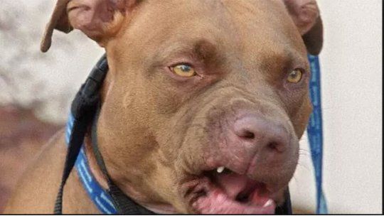 pitbull