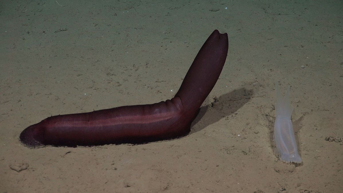 Sweet Potato. Fuente: Schmidt Ocean Institute