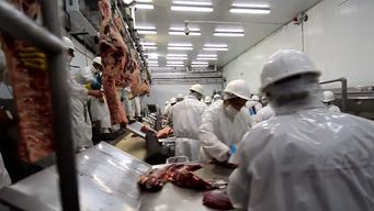 paro dejo 6.000  animales sin faenar; gobierno preocupado por consecuencias