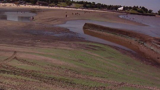 ramirez cianobacterias