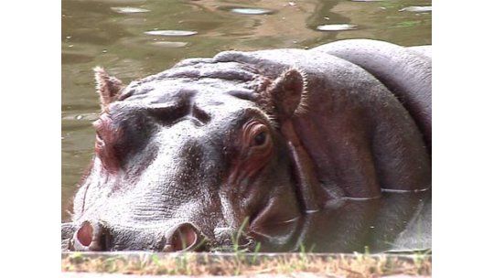 No habrá más elefantes ni leones en el zoológico de Villa Dolores