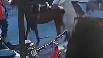 joven que apunalo a un jinete en paysandu se entrego y fue imputado: va a prision preventiva