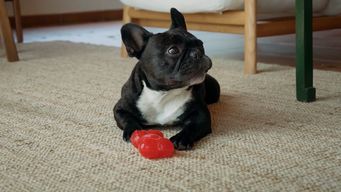 cuidados especiales a mascotas por altas temperaturas: golpes de calor y quemaduras en patas son frecuentes