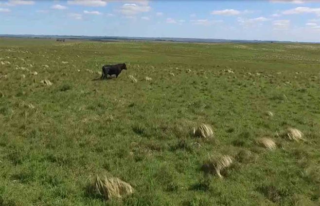 cerdo-artigas-.jpg