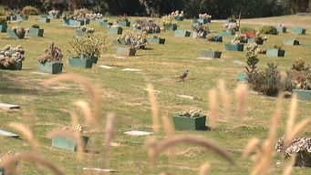 sepultura y cremacion de mascotas: la importancia de conectar a traves de un lugar fisico con el recuerdo del animal