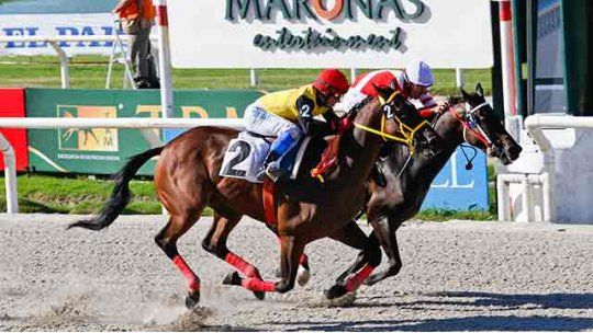 Homily es pura sangre y pura calidad