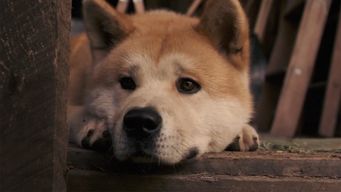 cien anos de hachiko: el perro que murio esperando a su dueno en una estacion de tren en japon