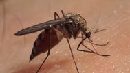 Informe dengue: Uruguay registró 24 casos nuevos en 48 horas