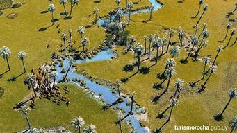 rocha prohibio el ingreso de todo tipo de palmeras al departamento, por picudo rojo