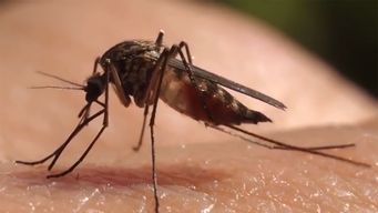 imm despliega campana para informar sobre enfermedades transmitidas por mosquitos