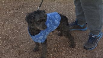 la ola de frio en las mascotas: recomendaciones de veterinarios para perros y gatos