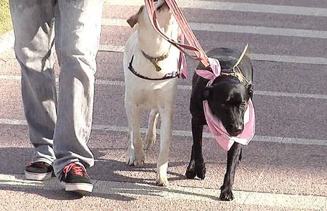 perros.jpg