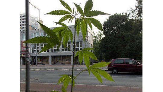 Plantas de marihuana invadieron la cuidad alemana de Gotinga