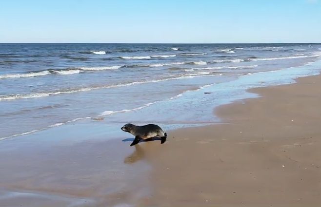 foca-liberada.jpg