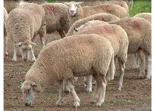 Cerca de 10.000 lanares murieron en Salto por el temporal