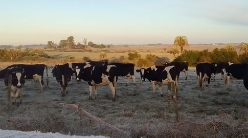 Soriano fue el departamento que registró la temperatura más baja: - 4,3