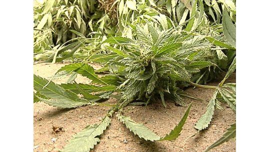 planta marihuana
